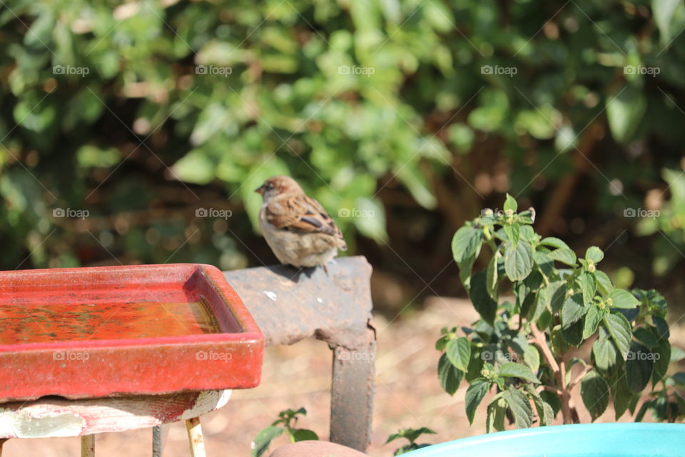 Sweet little Sparrow perched beside outdoor garden birdbath