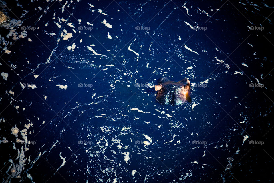 hippopotamus in water 🌊🌌