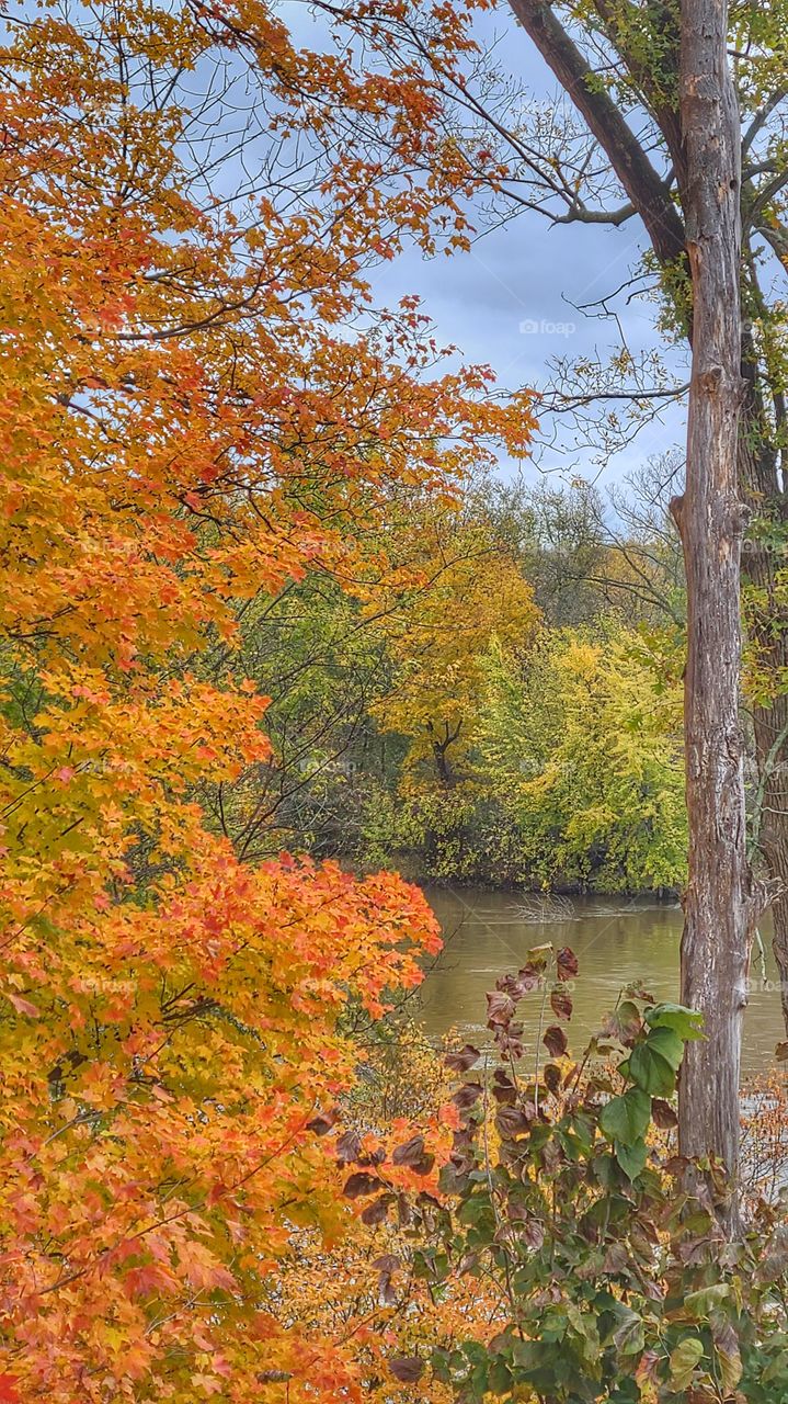 Bright Michigan foliage autumn