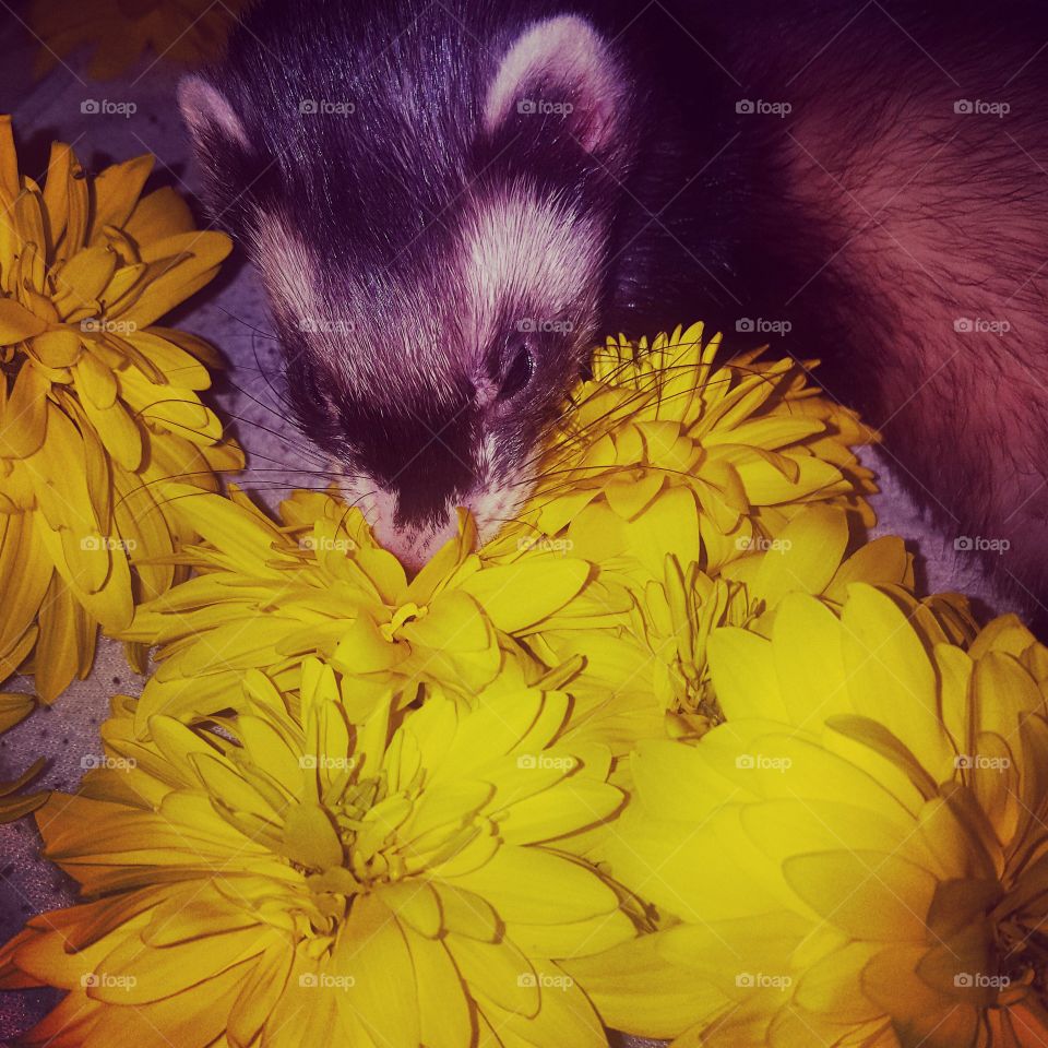 ferret in flowers