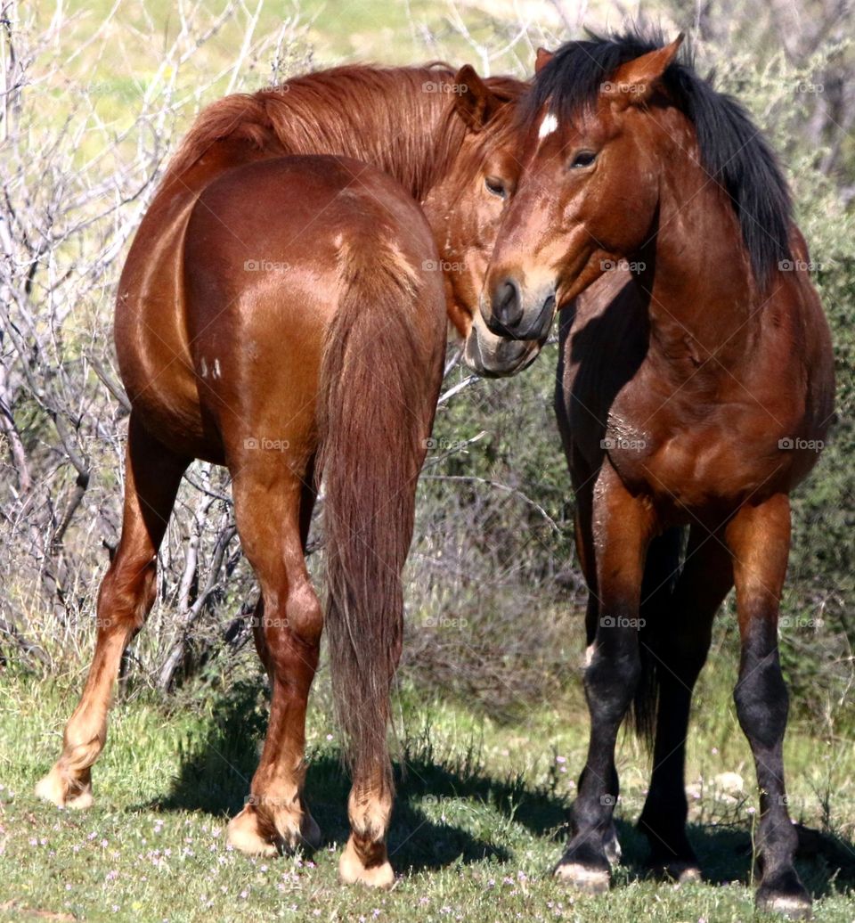 Two Wild Stallions Checking Each Other Out