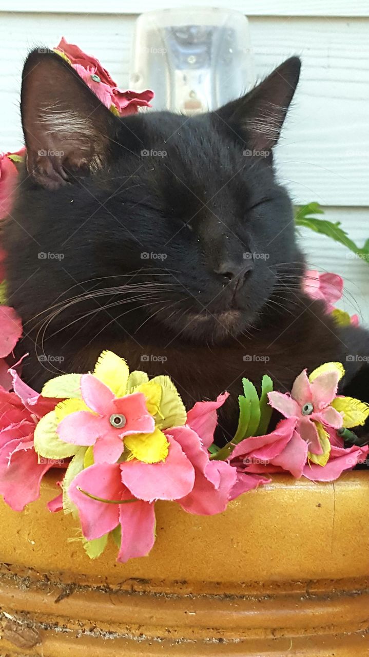 "Bob" resting in the flower pot