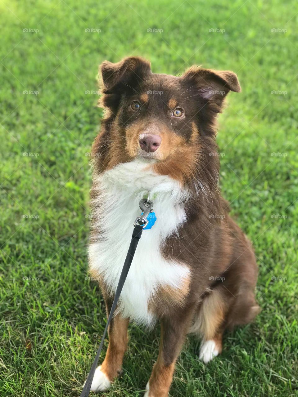 Australian Shepherd, @daily_jax