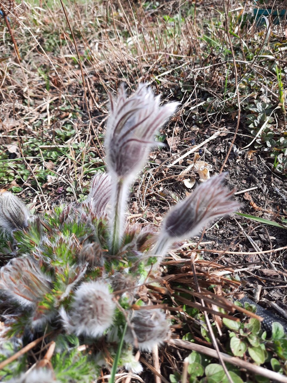 budding pulsatilla flowers  in early spring