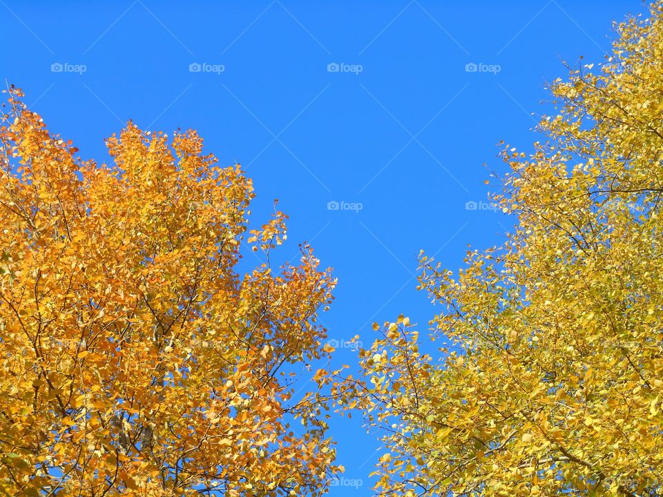 golden leaves and blue sky