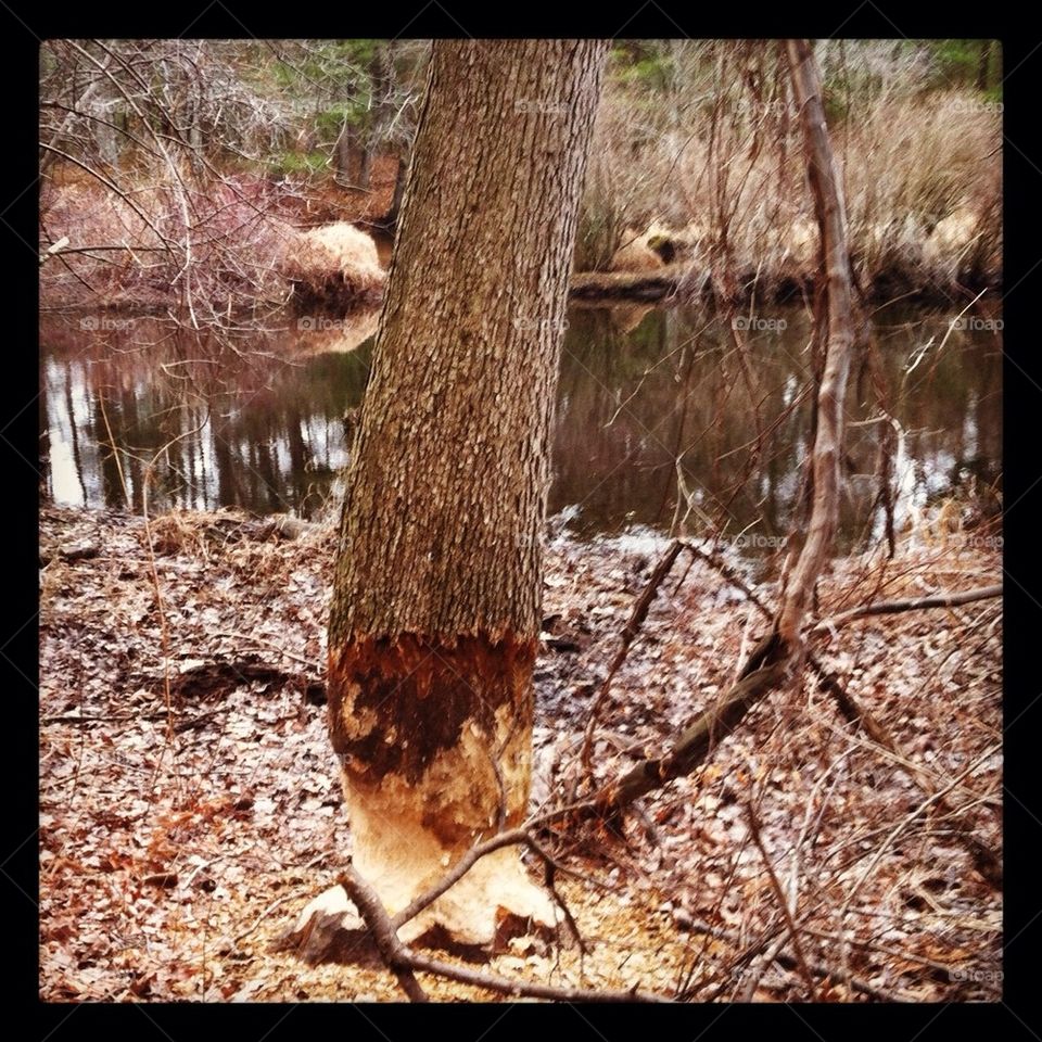 Beaver tree
