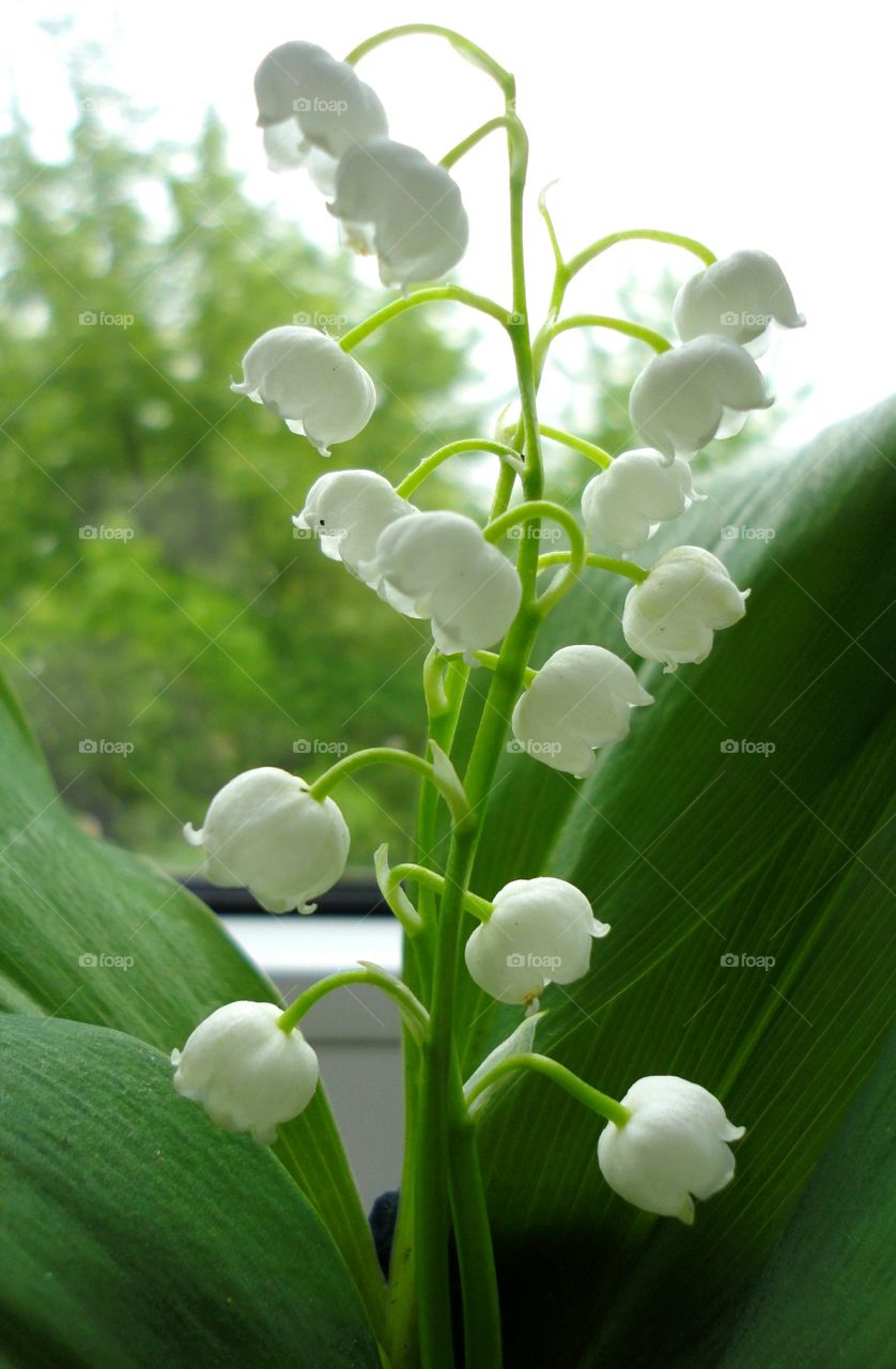 Nature, Flora, Leaf, No Person, Flower