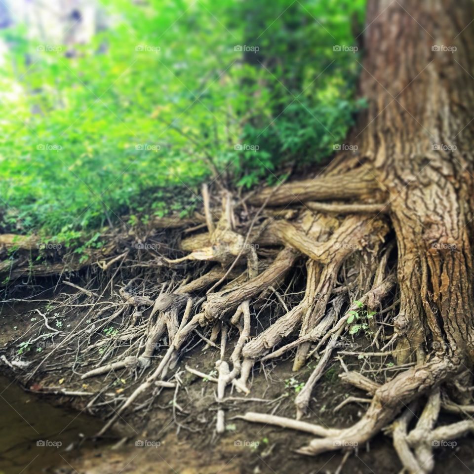 If you're roots lie in a firm foundation, then even if the earth falls from beneath you, you will still stand strong and tall