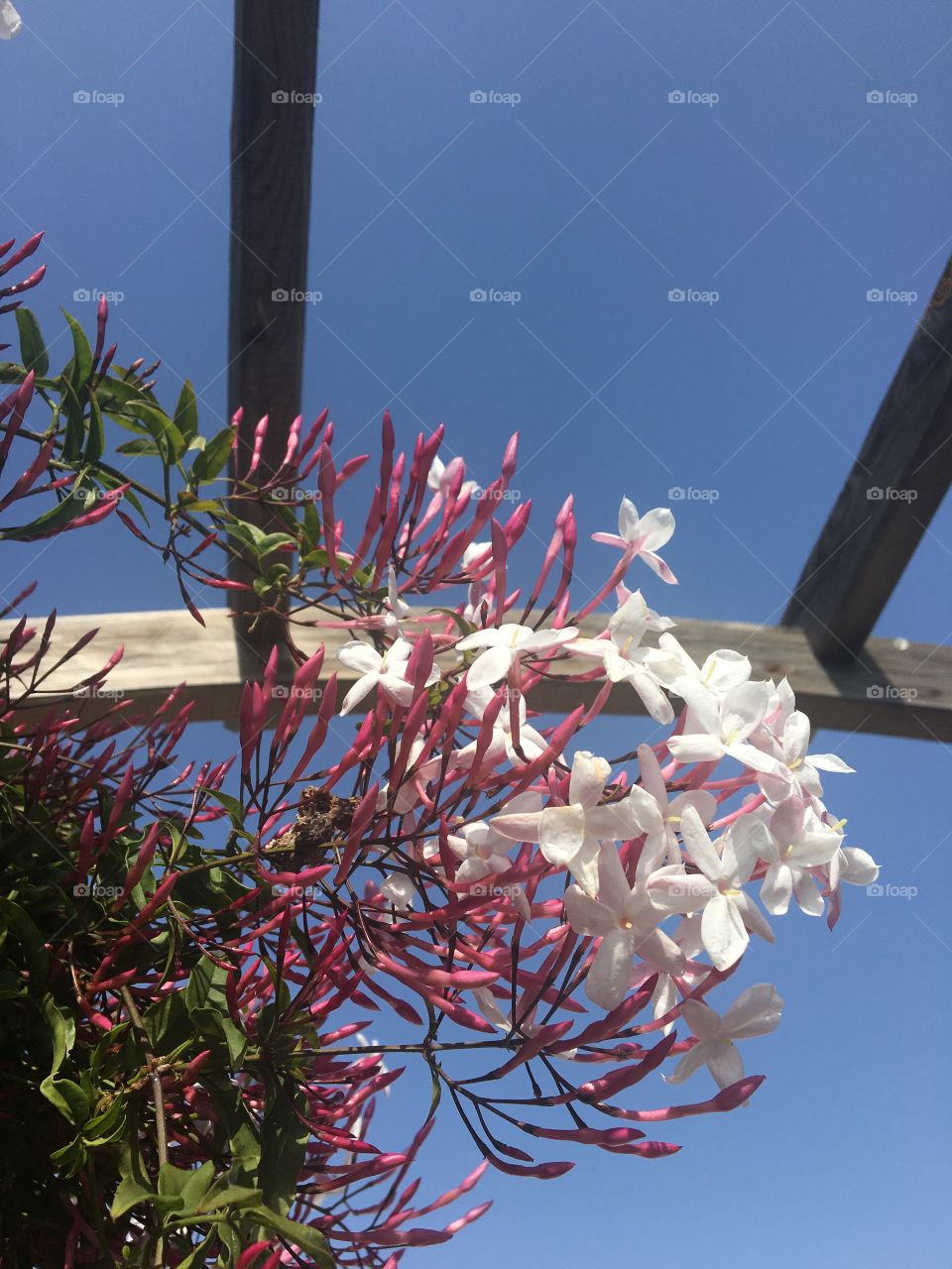 Pink jasmine on blue sky