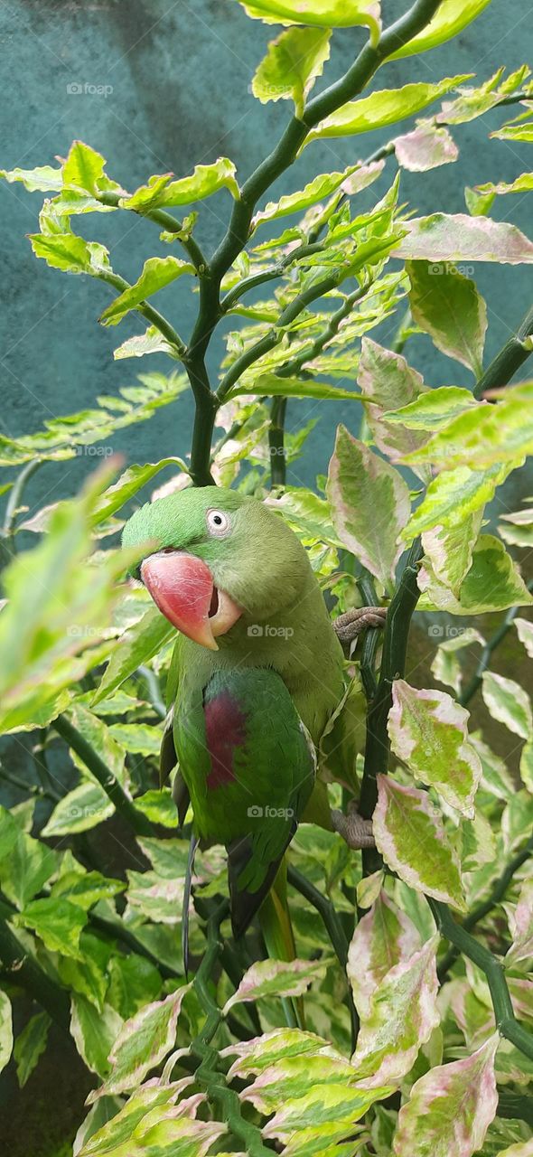 Green Parrot