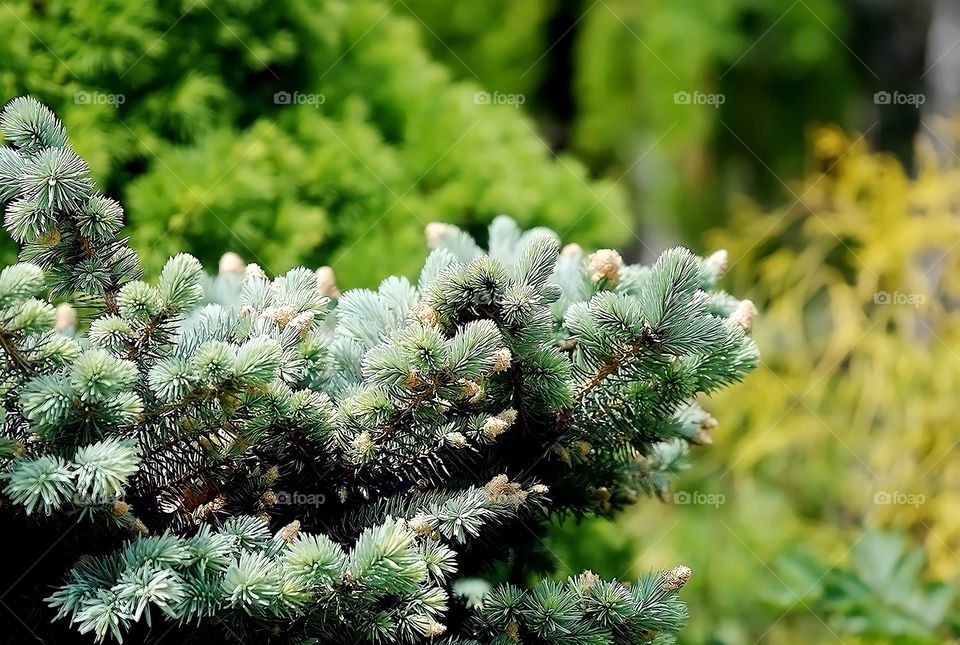 Evergreen branch.

A close up of a pine tree branch with the beginning growth of pinecones.