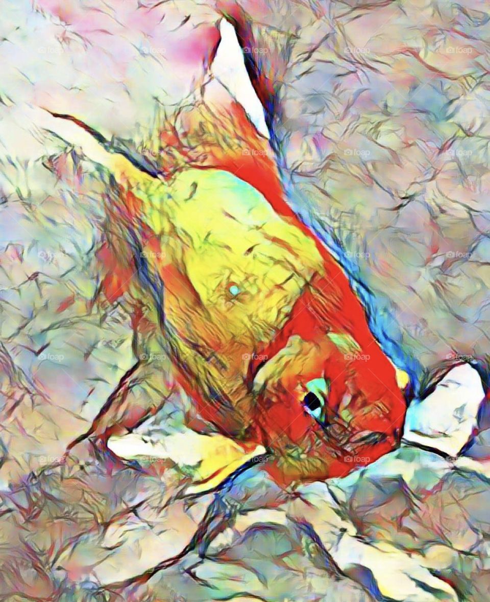 Fish in digital effect. Looks painted