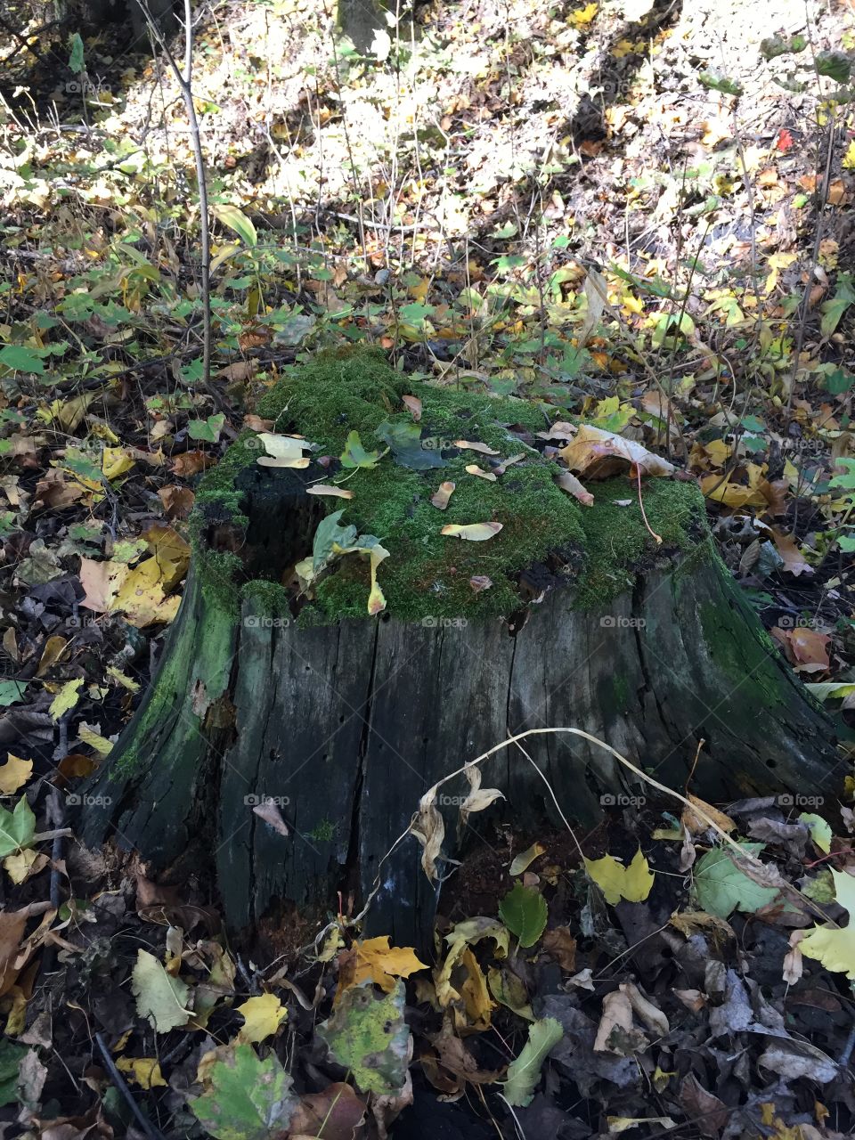 Mossy stump 