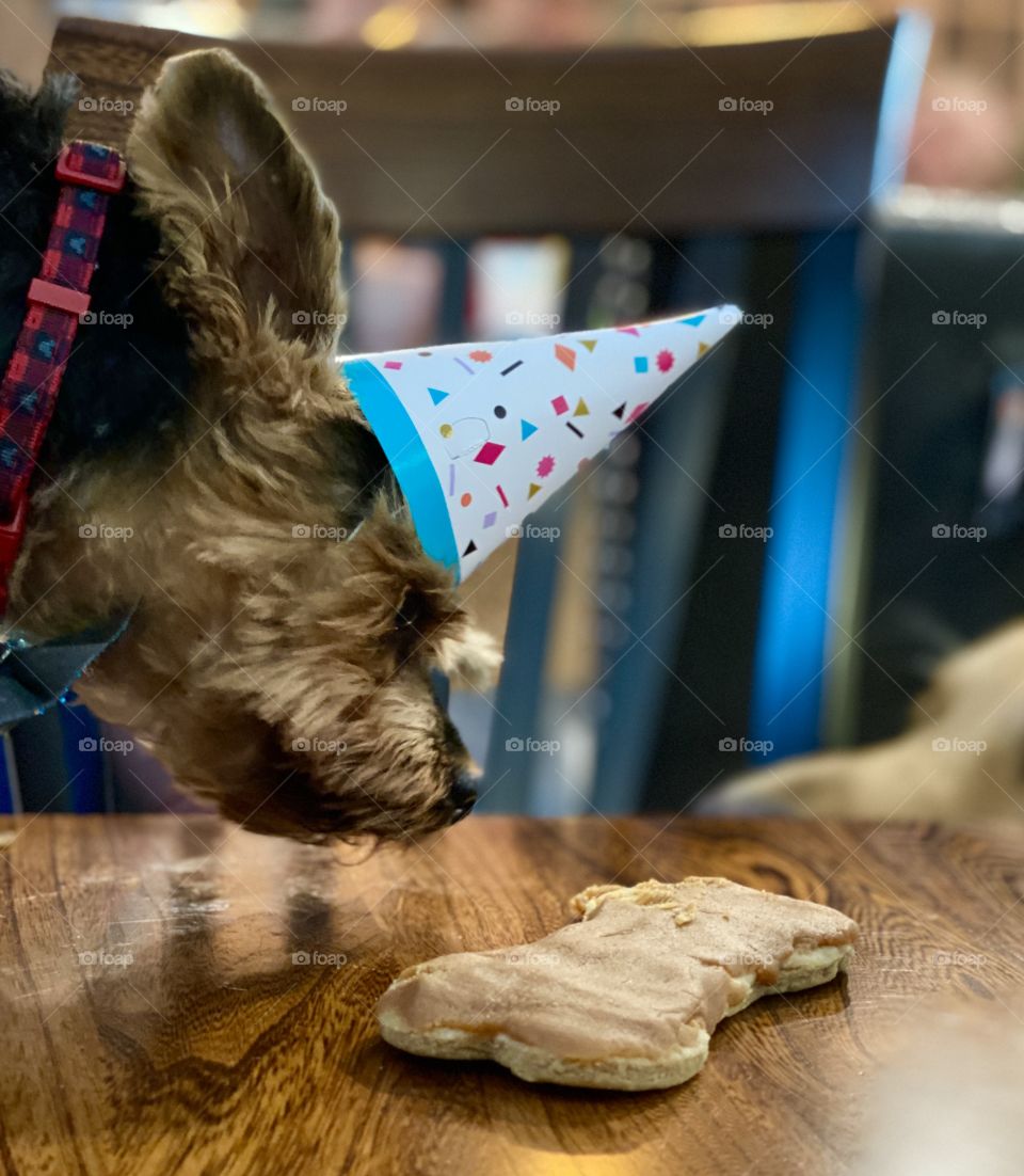 A Yorkie’s 10 year old Birthday Party! A yorkie wearing a birthday hat sniffing a homemade dog treat