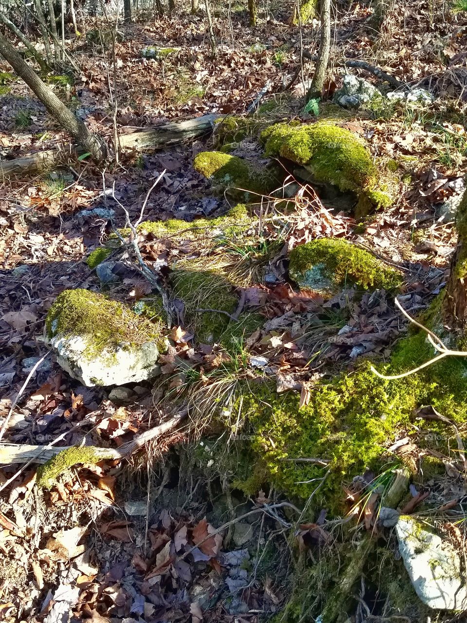 Mossy rocks along hiking trail at Murder Rock, Branson Missouri.