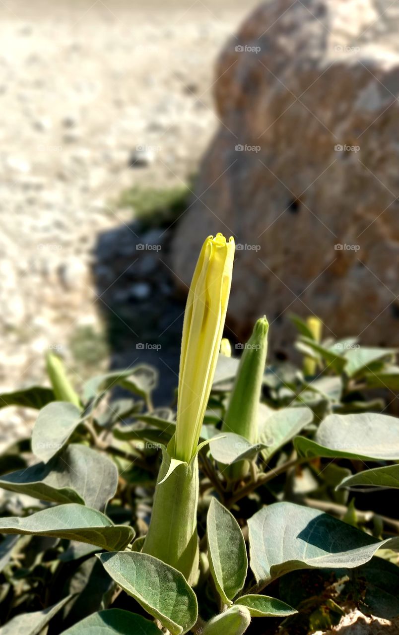 Datura wrightii Regel