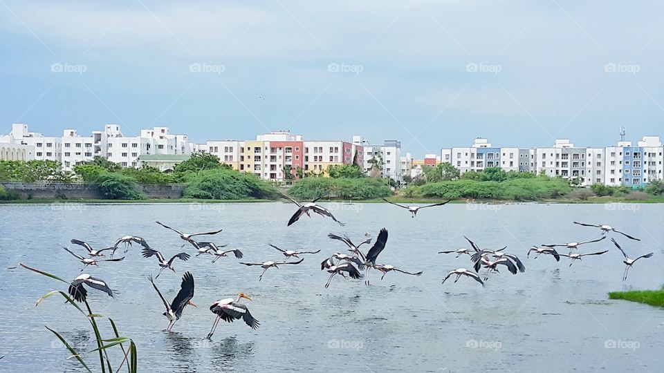 Migration birds at wet lands in the city