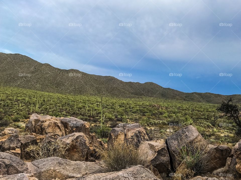 Desert Mountain Landscape  - Saguaro National Park (West)