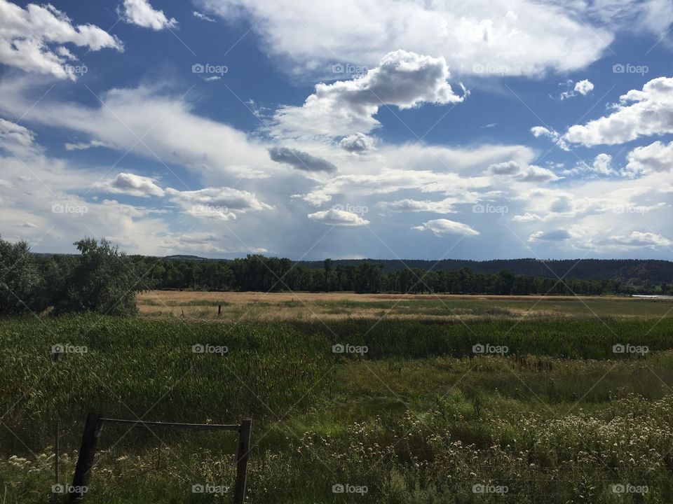 No Person, Landscape, Tree, Sky, Cropland