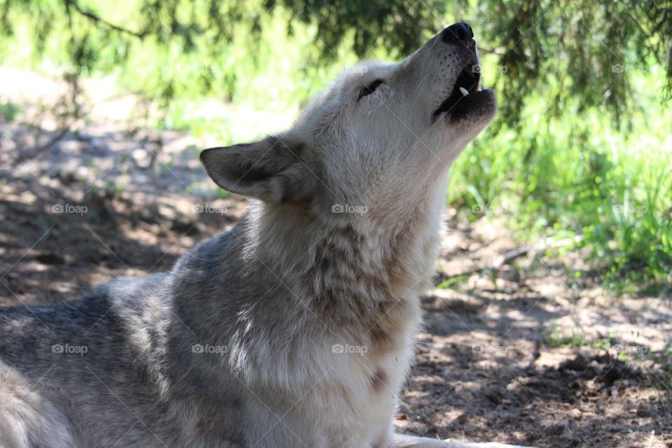 Howling wolf 