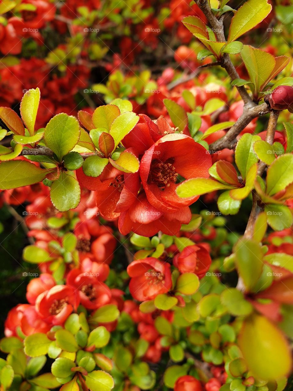 close up of Japanese quince in bloom