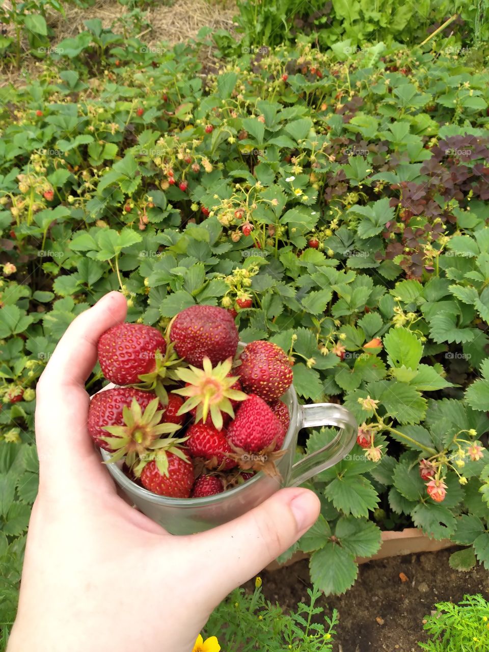 strawberries