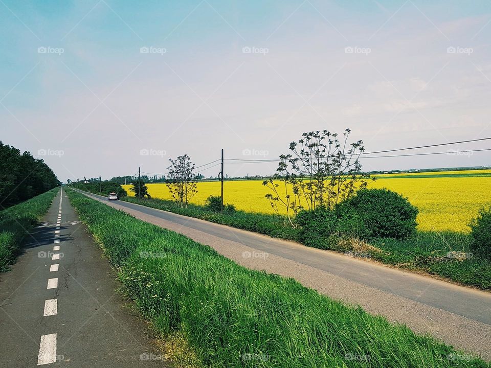 trip near the rape field