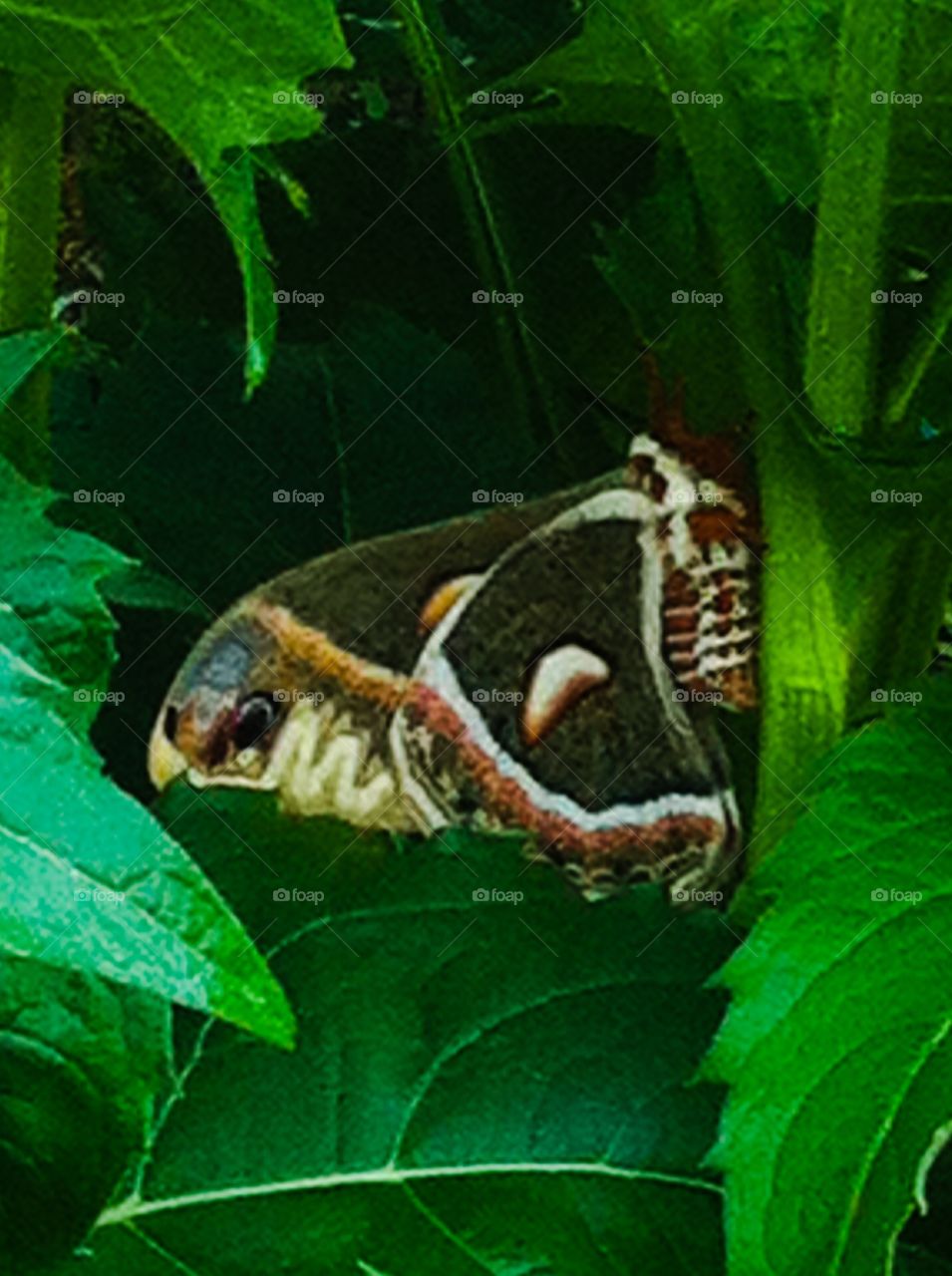 Cecropia Moth. Hyalophora Cecropia