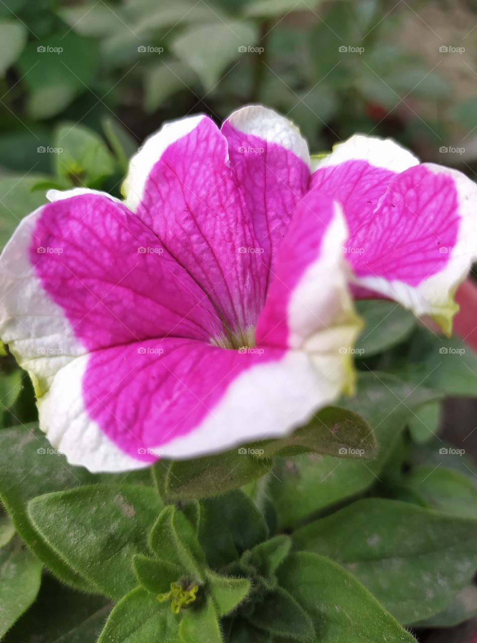 Unbeatable beauty of Nature