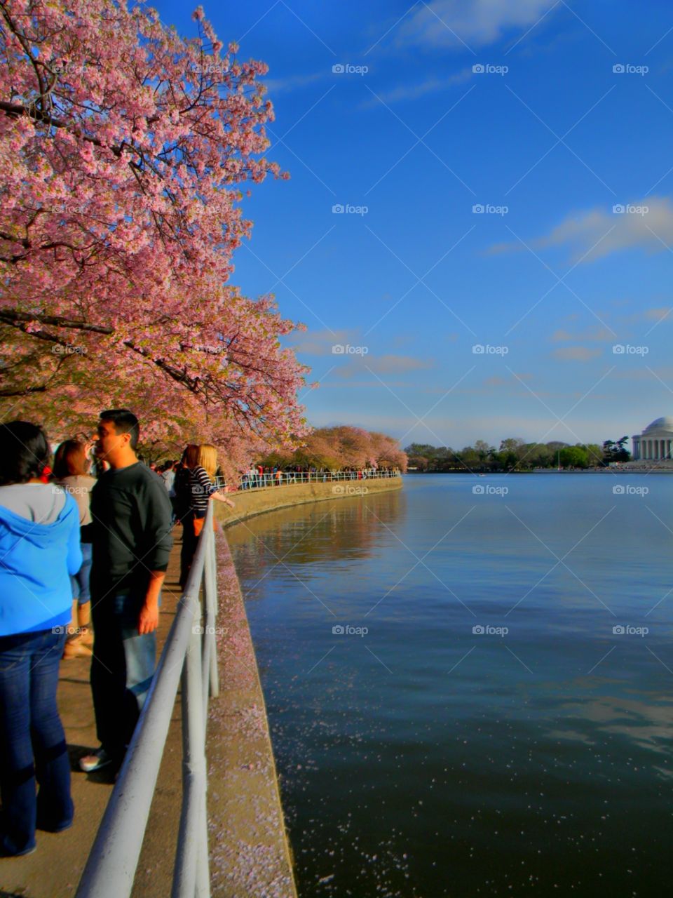 cherry blossoms . Springtime in Washington DC 