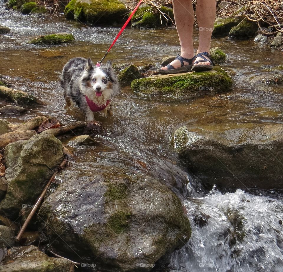 Crossing a creek while hiking with a Miniature Australian Shepherd in the springtime.