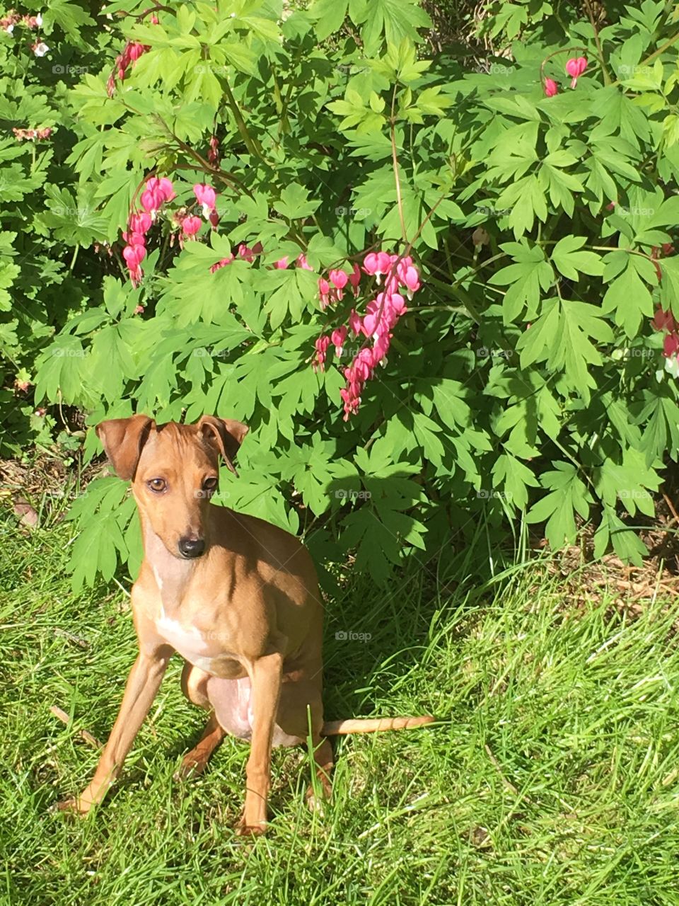Amber the Italian greyhound puppy sat on the lawn in the garden in front of a bleeding heart plant 