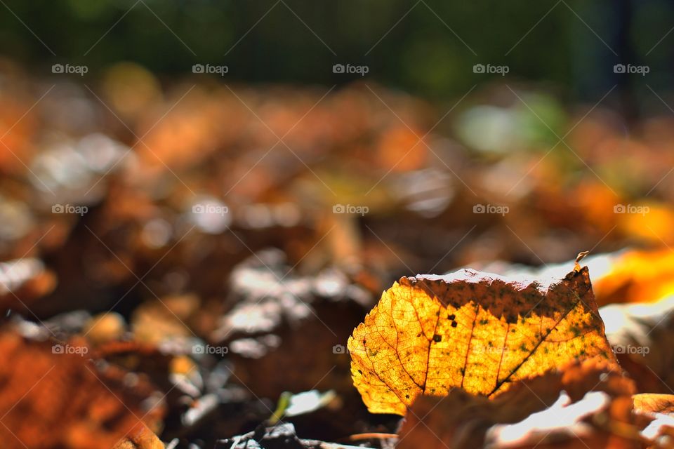 Autumn leaves