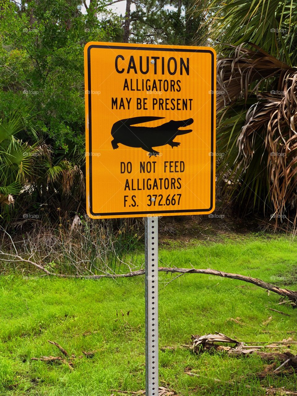Caution-Alligators sign.