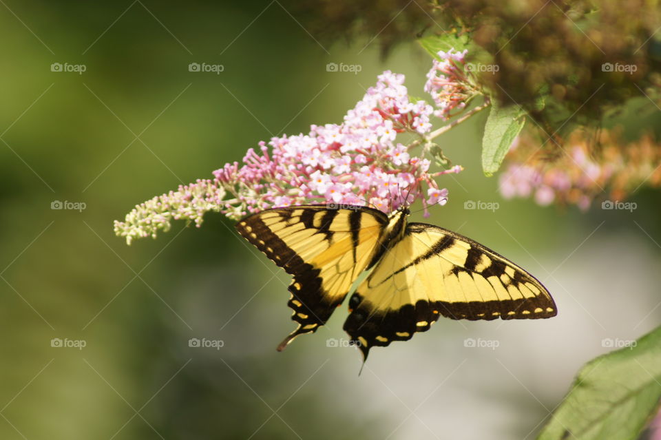 Butterfly on a flower 
