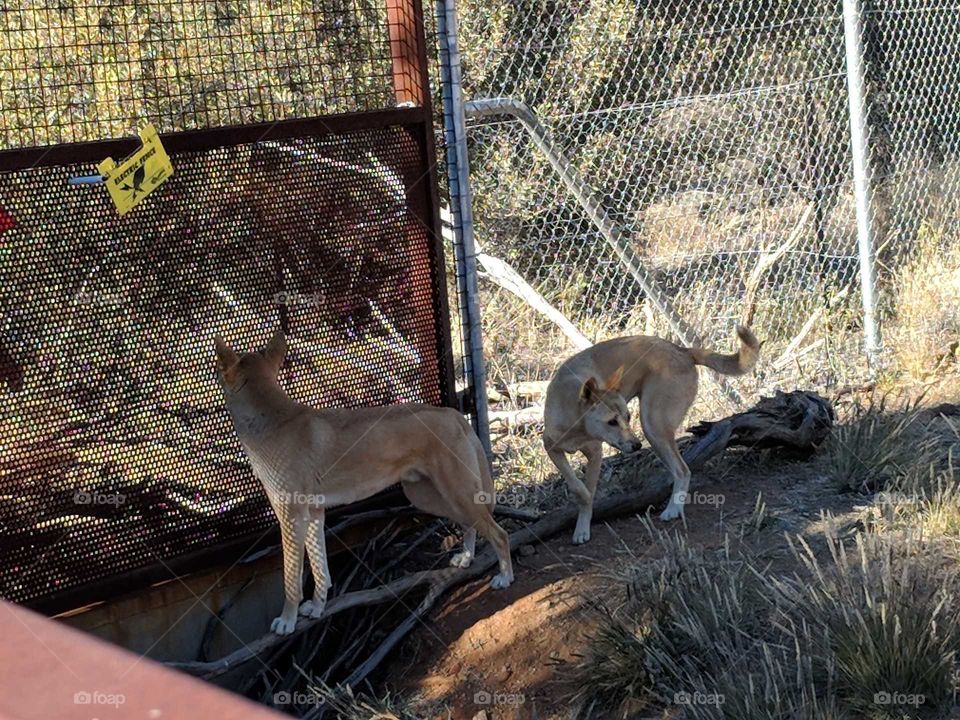 Australia's Native Dog the Dingo