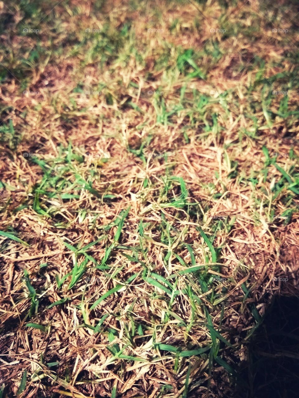 Green dry grass. This image is captured with the nearest possible focus from a mobile phone.