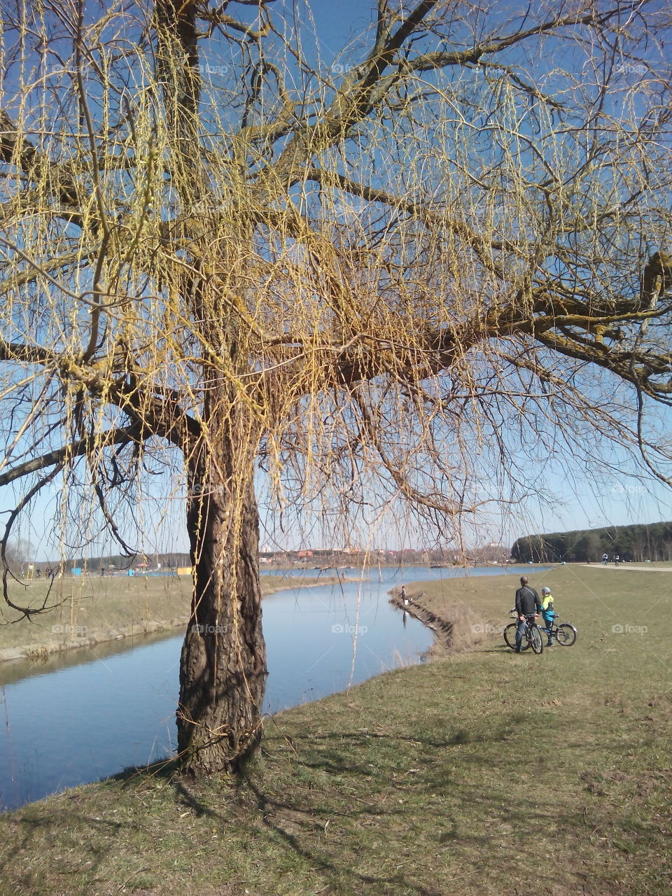 Tree, Landscape, Wood, Winter, No Person