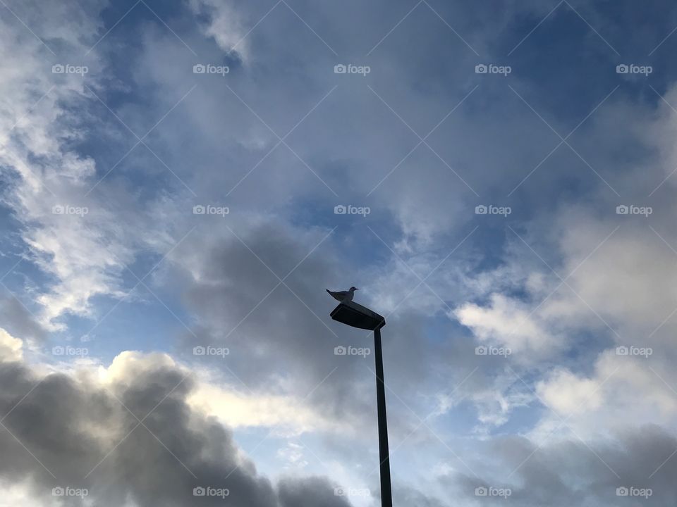 Seagull and cloudy sky