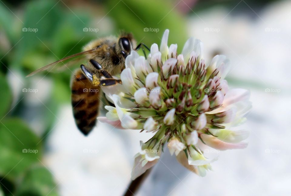 Bee on a clover flower