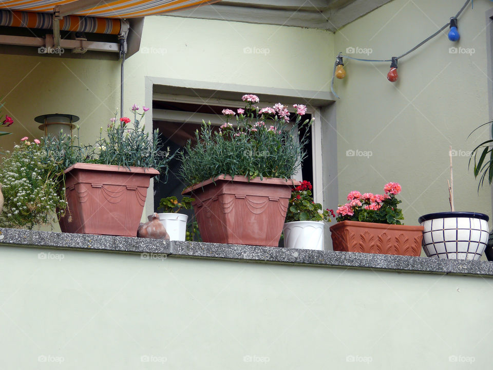 Low angle view of potted plants and flowers on balcony in Neuruppin, Germany.