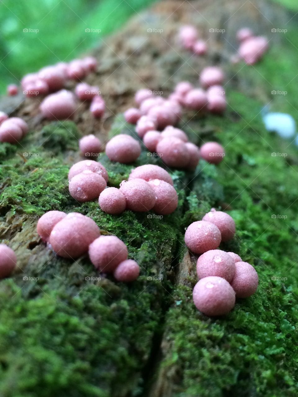 Pink wolf Slime Fungi 1 