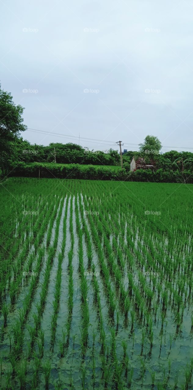 Nature of agriculture