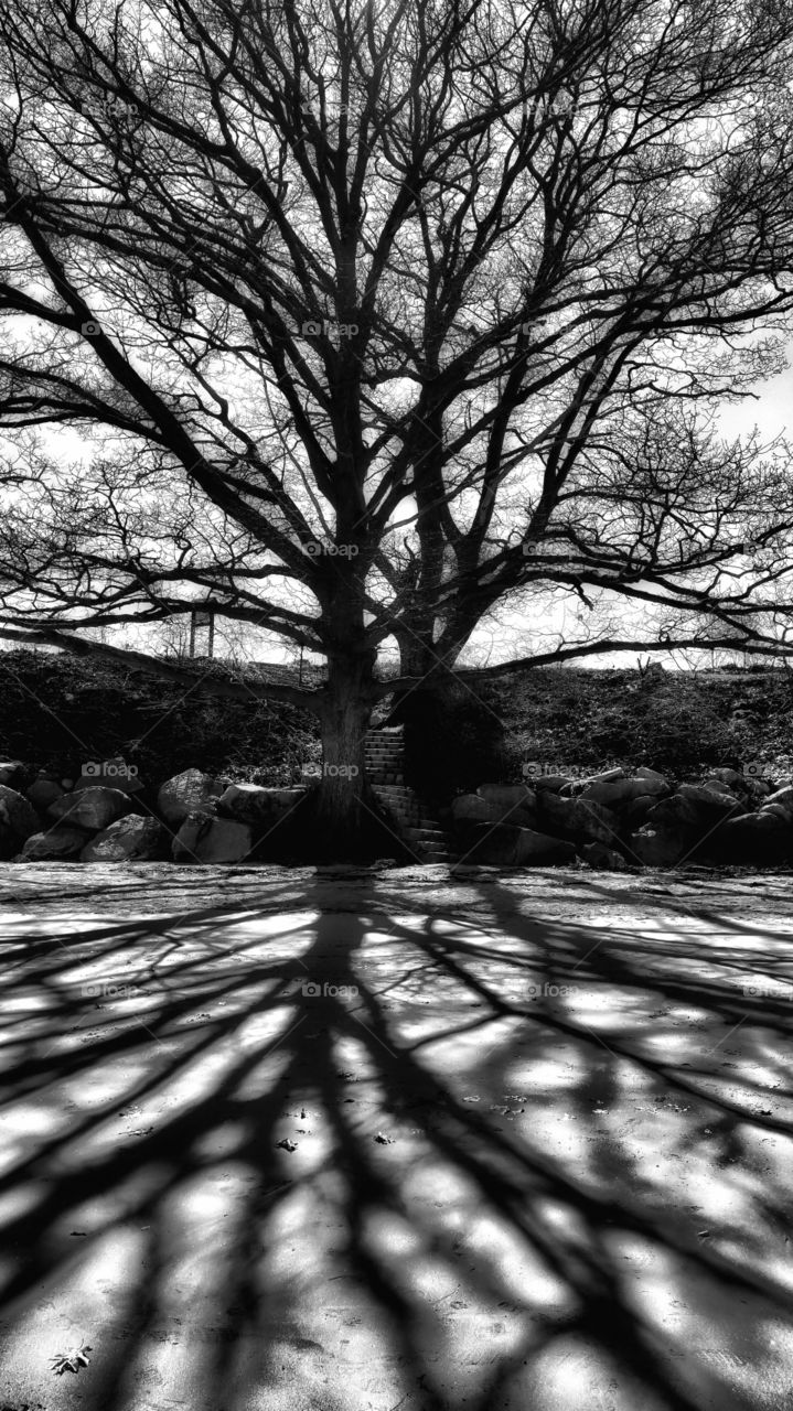 shadows. the huge tree cast a shadow on the beach