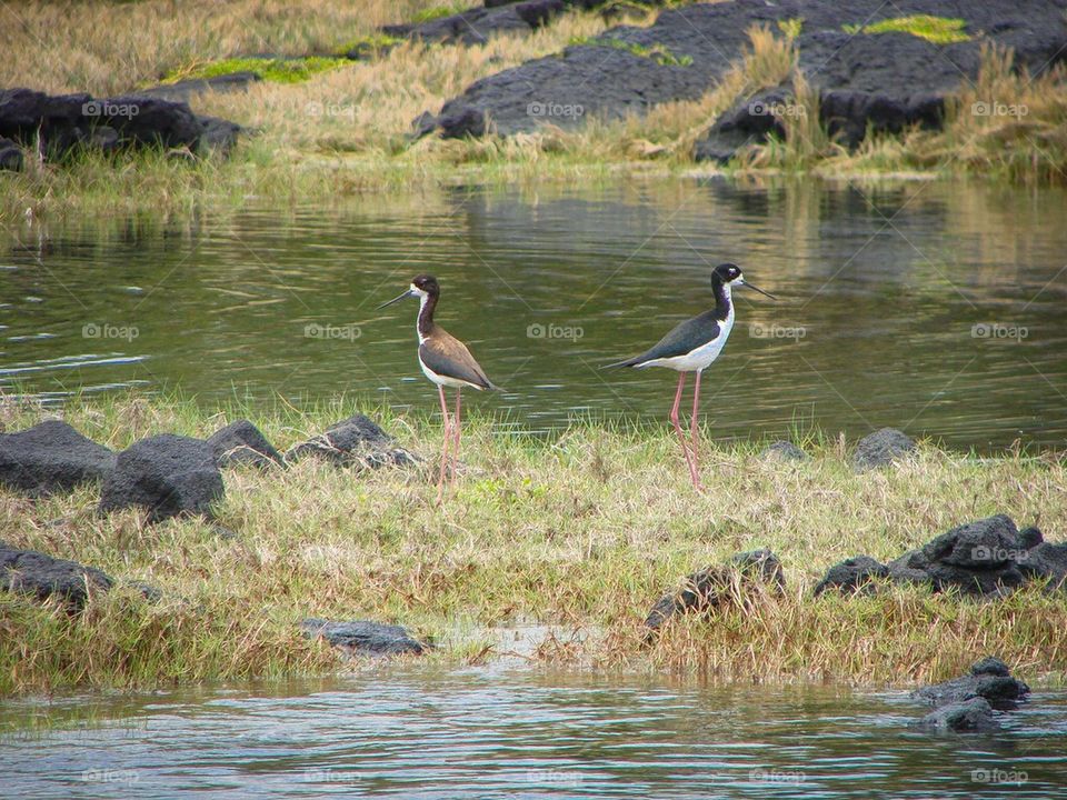 Water Fowl