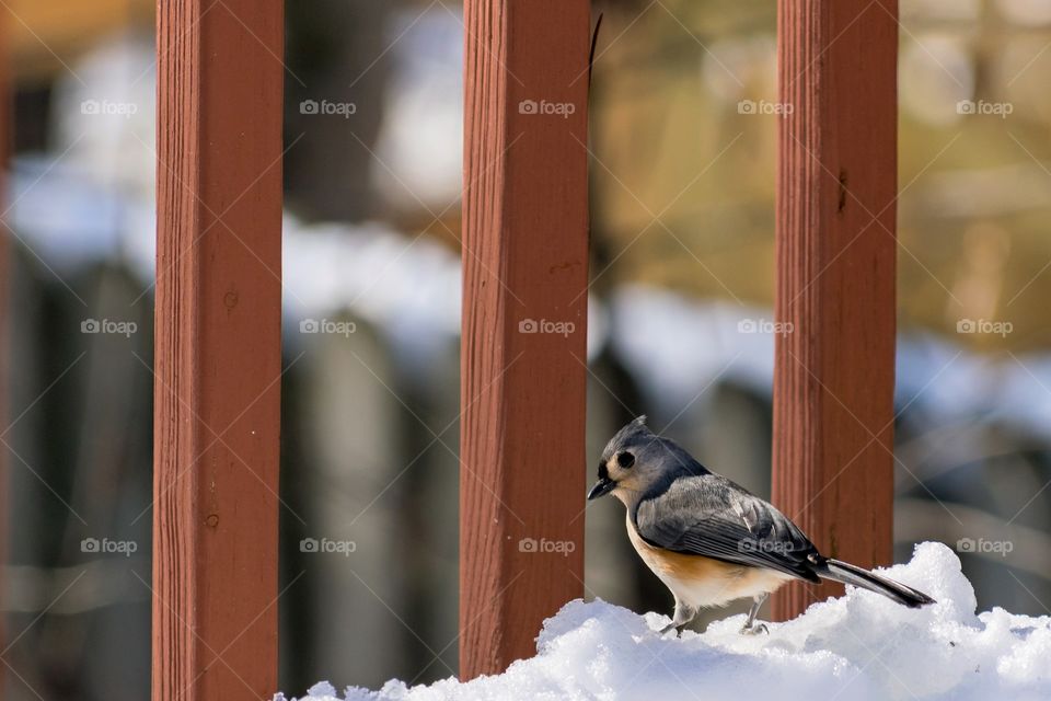 Tufted titmouse on snow covered deck 