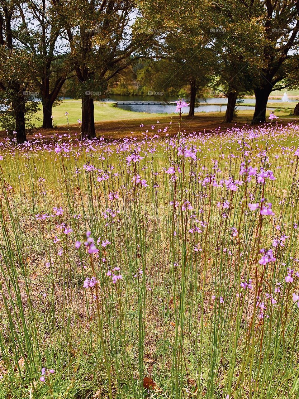 Sometimes opening in massive displays, wildflowers can fill meadows, surround lakes and stretch across hillside as far as the eye can see. They are a true natural wonder.