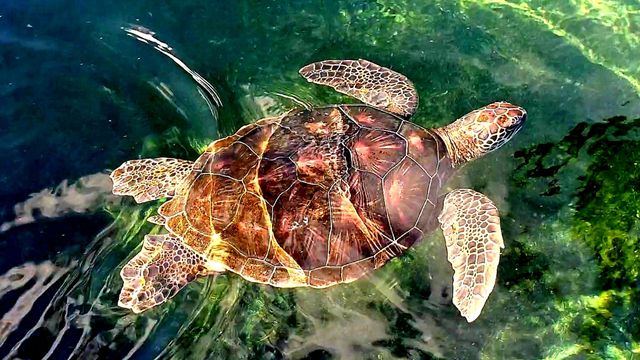 turtle