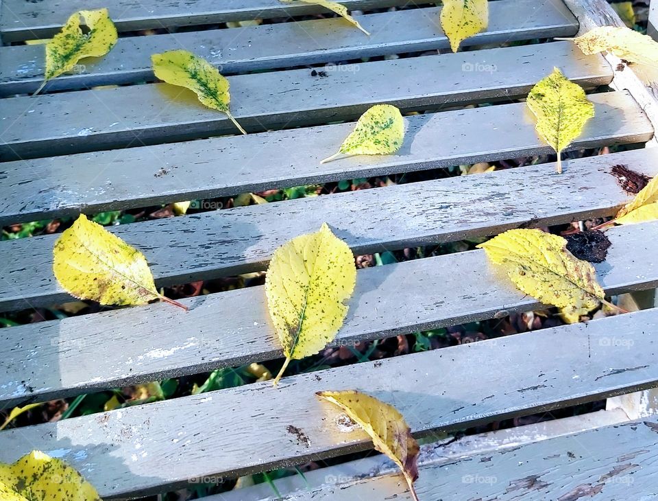 Planches en bois et feuilles