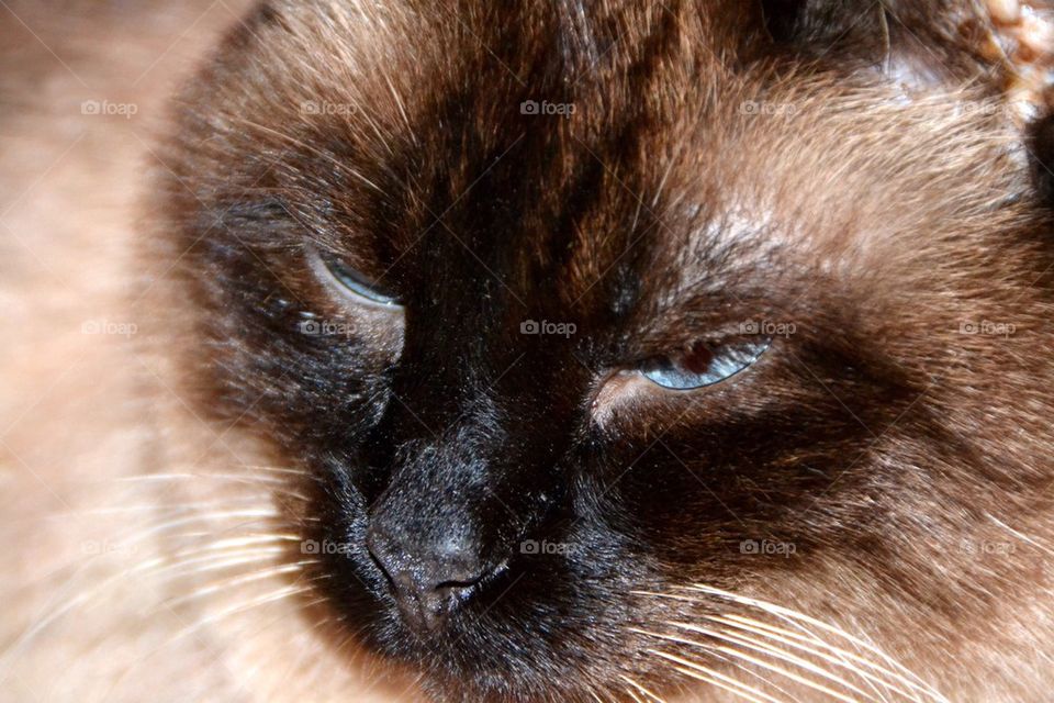 Siamese cat